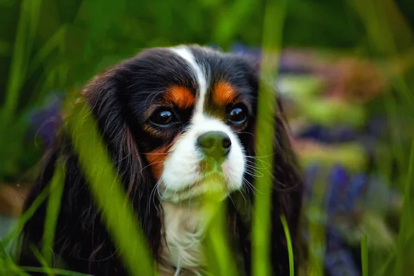 Portrait Chien Cavalier Roi Charles Spaniel Dans Champ Fleurs Lupin — Photo