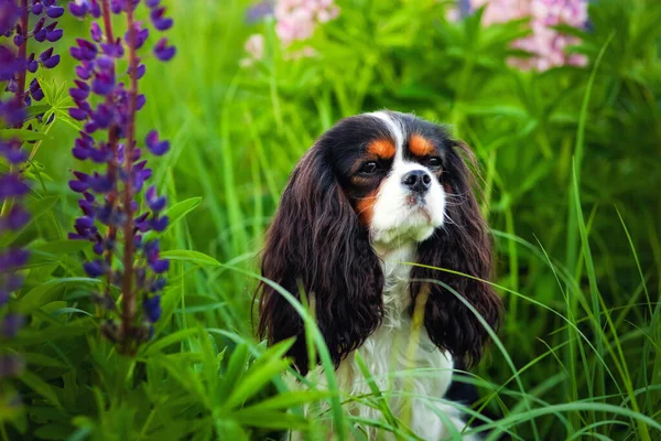 Portrait Chien Cavalier Roi Charles Spaniel Dans Champ Fleurs Lupin — Photo