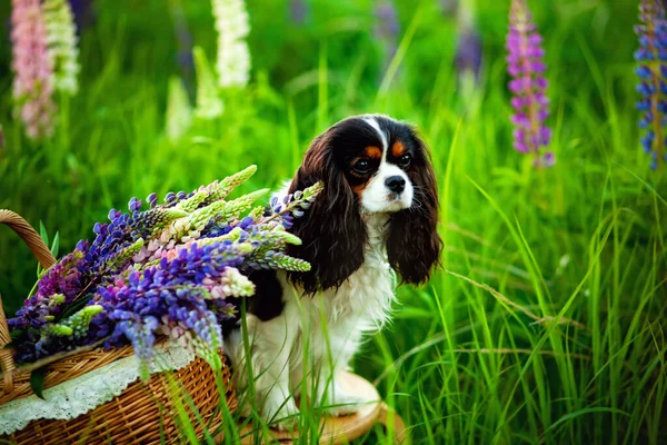 Portrait Chien Cavalier Roi Charles Spaniel Dans Champ Fleurs Lupin — Photo