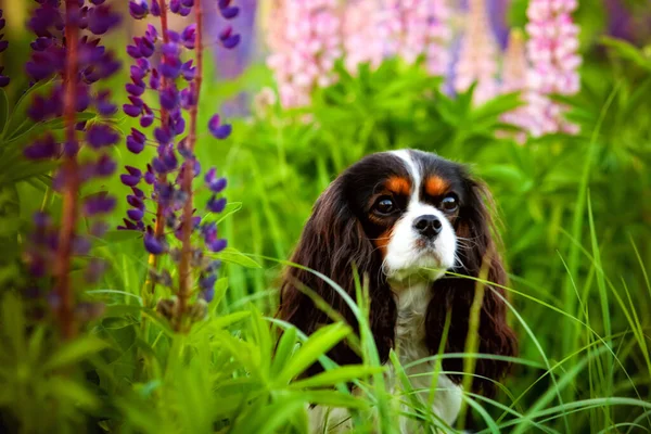 Retrato Rei Cavaleiro Charles Spaniel Cão Campo Flores Roxas Lupin — Fotografia de Stock