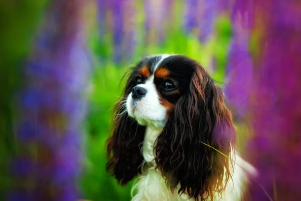 Portrait of a Cavalier king Charles Spaniel dog in a field of purple Lupin flowers