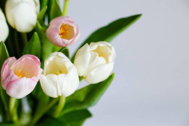 Pembe ve beyaz lalelerden oluşan taze bir buket. Gri bir arkaplanda boşluğun bir kopyasıyla izole edilmiş