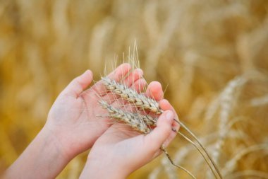 Sahadaki kız. Kızın elinde mısır kulakları var. Hasat. Sonbahar. Hasat. Buğday tarlası