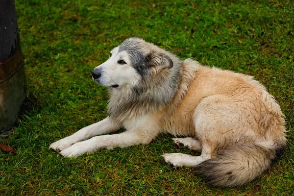 Брудний Мокрий Великий Собака Лежить Мокрій Траві Дощову Погоду — стокове фото