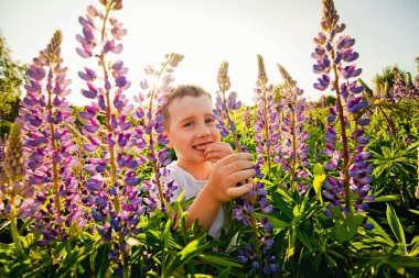 Gün batımında çiçek açan lupin tarlasında gülümseyen bir çocuğun portresi. Baharın sonlarında güneşli bir akşam. Lupin bal kaynağı gibi çiçek açar. Çocukların çiçek açma döneminde alerjileri olur..