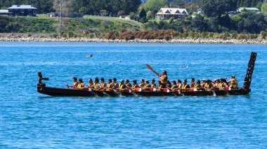 Tauranga Limanı 'nın sularında büyük bir kürek çekme ekibi ile güzel bir waka taua (uzun bir Maori kanosu). Tauranga, Yeni Zelanda, 23 Ekim 2010