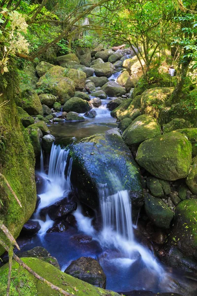 Поток Проникает Два Водопада Путешествуя Мясному Загорелому Новозеландскому Лесу Фотография — стоковое фото