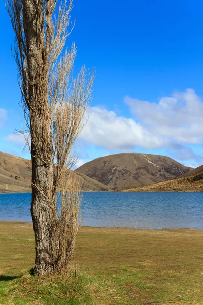 Luchssee Den Südalpen Neuseeland Davor Wächst Eine Pappel — Stockfoto