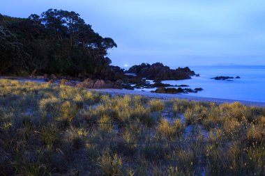 Maunganui Dağı Sahili, Yeni Zelanda, gece. Yumuşak ay ışığı kayalık kıyılara düşer ve kumdaki çimenler büyür.