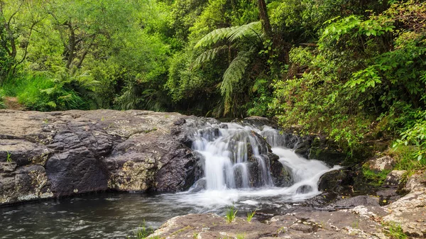 Нова Зеландія Невеликий Водоспад Оточений Деревами Папороттю Прокладається Кам Яному — стокове фото
