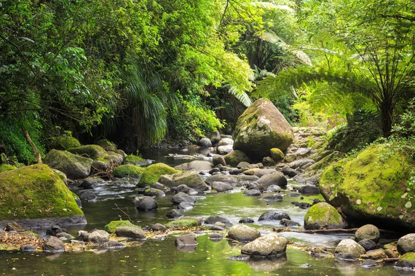 Скалистый Ручей Протекающий Через Густые Леса Новой Зеландии Папоротниками Деревьями — стоковое фото