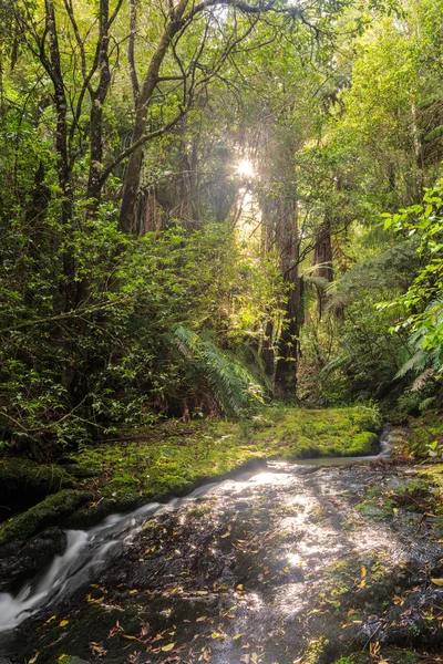 Новозеландский Лес Солнечный Свет Прорывается Сквозь Густой Навес Деревьев Заставляет — стоковое фото