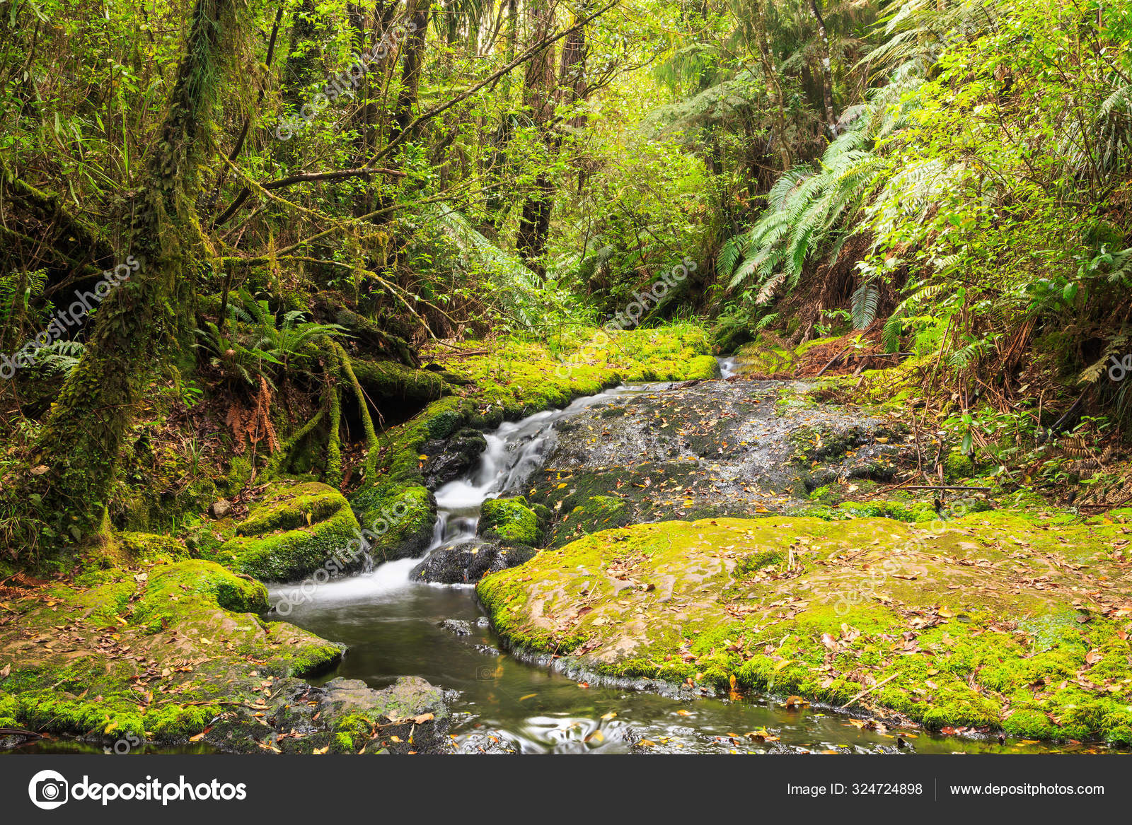 Linda imagem de um pequeno riacho em uma floresta verde exuberante banco de  imagens