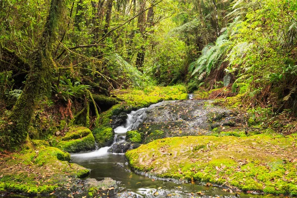A stream cascades over a mossy rock ledge in lush New Zealand rain forest. Photographed at Otanewainuku in the Bay of Plenty