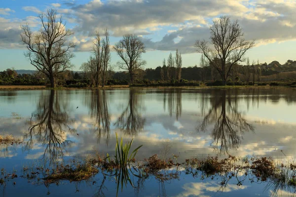 Uma Fileira Árvores Inverno Nuas Nuvens Final Tarde Refletidas Nas — Fotografia de Stock