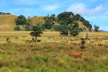 Kahverengi Jersey inekleri Coromandel Yarımadası, Yeni Zelanda 'da yemyeşil bir sahil çiftliğinde