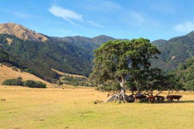 Cattle farming country in New Zealand, midsummer. Cows shelter in the shade of a tree. In the background is a mountain range. Photographed on the Coromandel Peninsula clipart