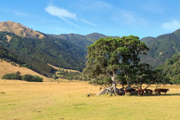 Cattle Farming Country New Zealand Midsummer Cows Shelter Shade Tree — Stock Photo, Image