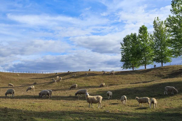 Paysage Rural Avec Troupeau Moutons Blancs Une Rangée Arbres Offrant — Photo