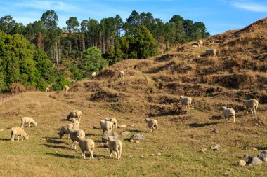 Yeni Zelanda 'da bir çiftlikte beyaz koyun sürüsü. Toynakları yamaçta terasları aşındırmış.