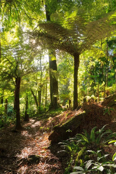 Sunlight shining through the ferns and trees that make up the canopy of a New Zealand native forest. Kaimai Mountains, NZ