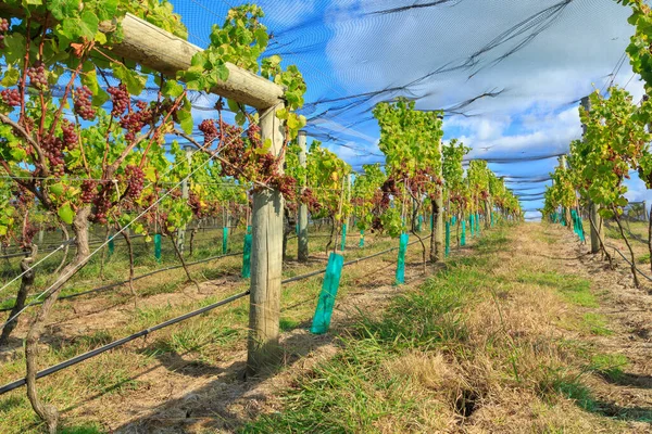 ニュージーランドのワイヒケ島にあるワインメーカーのブドウ畑で 晴れた空と鳥の巣の下で熟す赤いブドウ — ストック写真