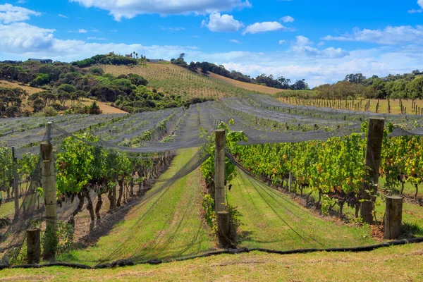 ニュージーランドのワイヒケ島の晴れた空の下で熟成する赤ワイン造りのブドウの列 — ストック写真