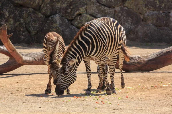 Zebra Mother Her Foal Zoo Eating Scattering Vegetables Thrown Zookeeper — Stock Photo, Image