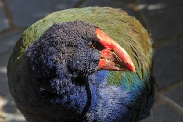 Primer Plano Una Takahe Pájaro Sin Vuelo Peligro Extinción Encontrado — Foto de Stock