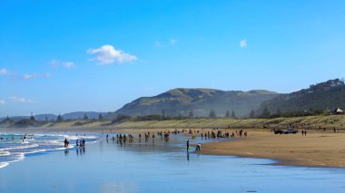 Güneşli bir günde Yeni Zelanda 'nın batısındaki Auckland Bölgesi' nde bulunan Muriwai 'nin panoramik manzarası.