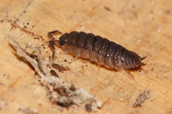 Woodlouse Also Known Pillbug Slater Piece Decaying Wood Small Bug — Stock Photo, Image