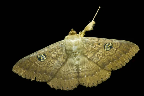 Eine Nördliche Nachtfalter Dasypodia Cymatodes Eine Große Nachtfalter Mit Auffälligen — Stockfoto