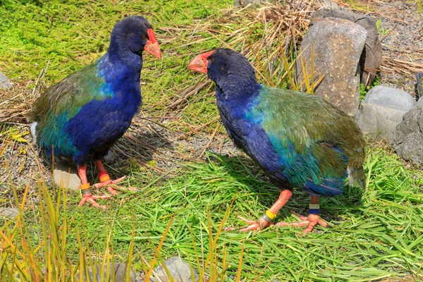Par Takahe Pájaros Sin Vuelo Peligro Extinción Nativos Nueva Zelanda — Foto de Stock
