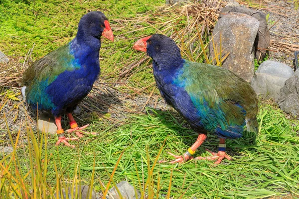 Yeni Zelanda 'ya özgü nesli tükenmekte olan, nesli tükenmekte olan bir çift takahe. 2020 'de yaklaşık 400 kuş kalmıştı.