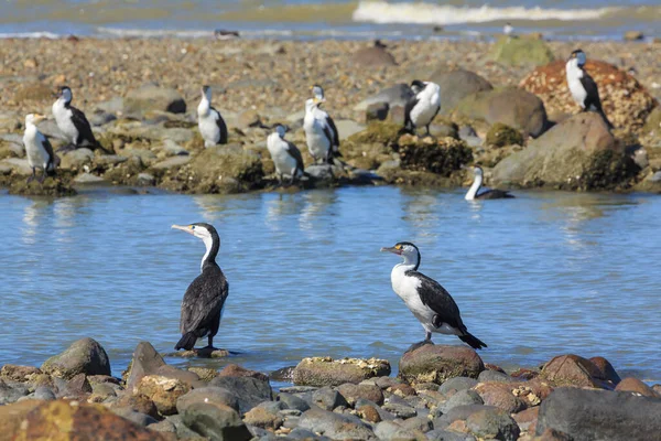 Una Colonia Cormoranes Espiados Shags Espiados Aves Acuáticas Encontradas Australasia —  Fotos de Stock