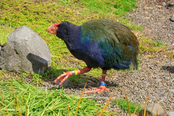 Una Takahe Ave Sin Vuelo Peligro Extinción Nativa Nueva Zelanda — Foto de Stock