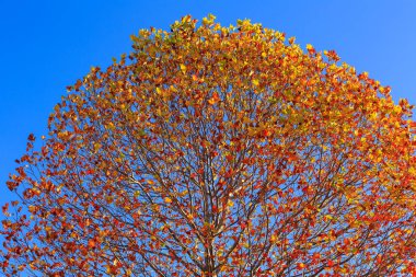 Güzel altın-turuncu sonbahar yaprakları, parlak mavi gökyüzüne karşı bir ağacın yaprakları.