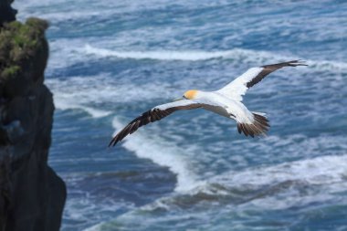 Avustralyalı bir sümsük kuşu, Avustralya ve Yeni Zelanda 'ya özgü bir deniz kuşu, okyanusun üzerinde süzülüyor.