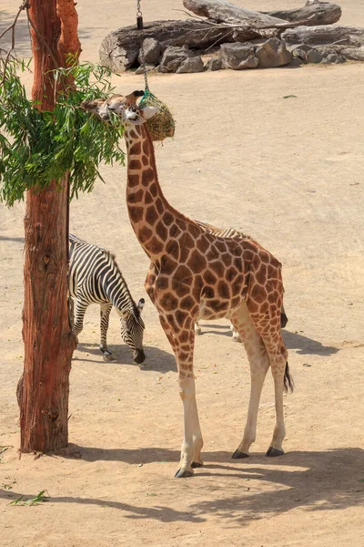 Giraffe Zebra Eating Together Africa Themed Zoo Enclosure — Stock Photo, Image