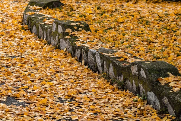Temporada de outono. Folhas caídas coloridas no parque. Belo outono — Fotografia de Stock