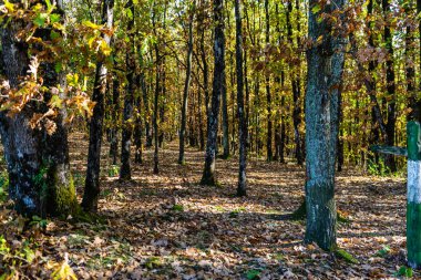Sonbahar mevsimi ve güneş ışığı. Renkli ağaçlar ve dökülen yapraklar