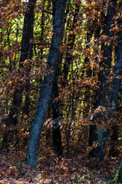 Sonbahar mevsimi ve güneş ışığı. Renkli ağaçlar ve dökülen yapraklar