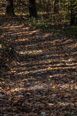 Sonbahar mevsimi ve güneş ışığı. Renkli ağaçlar ve dökülen yapraklar