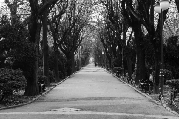 Winter scene, empty alley in Cismigiu Gardens Park in Bucharest,