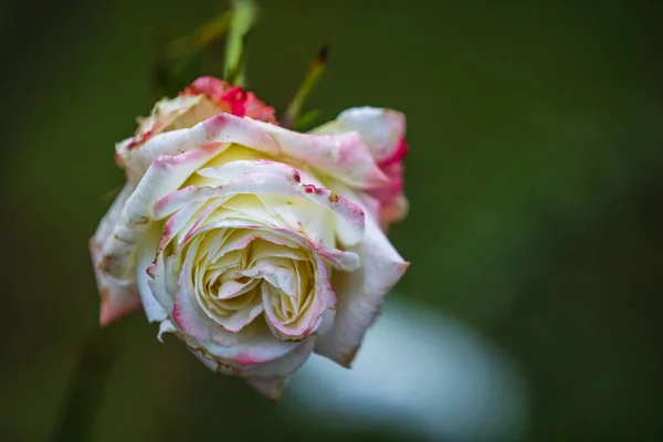 Πολύχρωμο, λευκό και ροζ τριαντάφυλλο απομονώνονται σε θολή φόντο της — Φωτογραφία Αρχείου