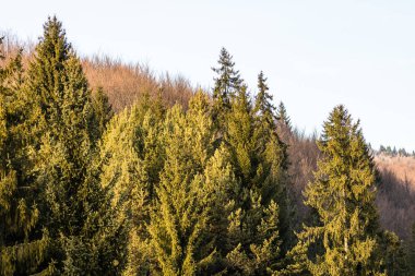 Güneş ışığında iğne ağaçları ormanı, yakın çekim..