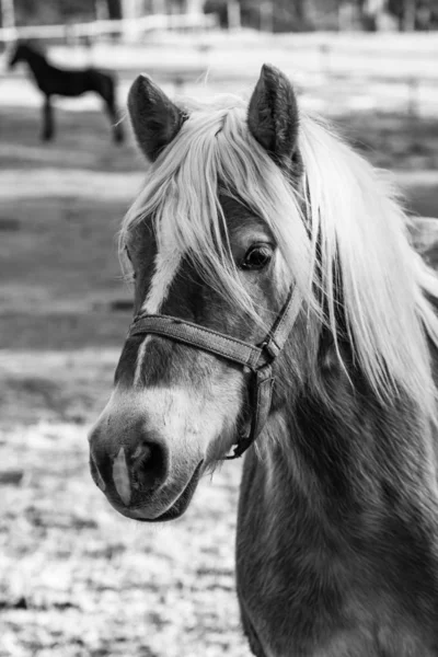 Portrait of beautiful horse in sunlight grazing or standing in t — Stock Photo, Image