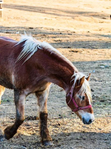 Gyönyörű ló napfényben legeltetés vagy állt a fűben — Stock Fotó