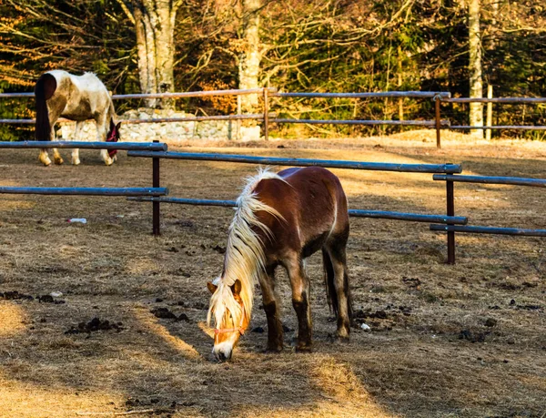 Schöne Pferd im Sonnenlicht grasen oder im Gras stehen auf — Stockfoto