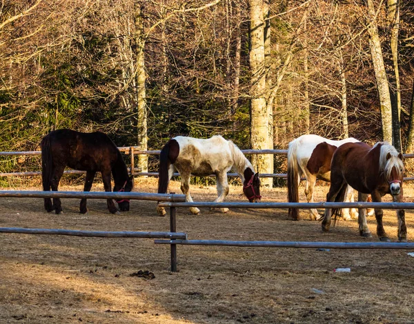 Vackra hästar i solljus betar eller står i gräset på — Stockfoto